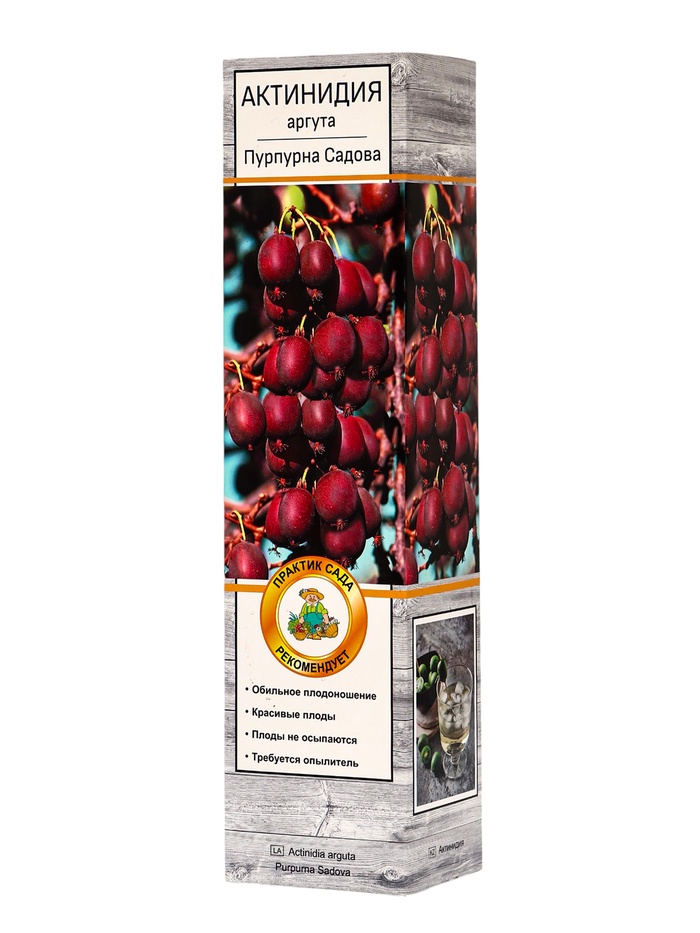 Актинидия аргута «Пурпурна Садова», туба, 1 шт., Весна 2026, «ПОИСК» - Фото 1