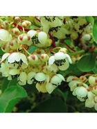 Актинидия аргута Байерн Киви (мужской опылитель) туба, 1 шт. Весна 2026  (артикул 10370046)  большой выбор товаров оптом и в розницу по низким ценам с доставкой