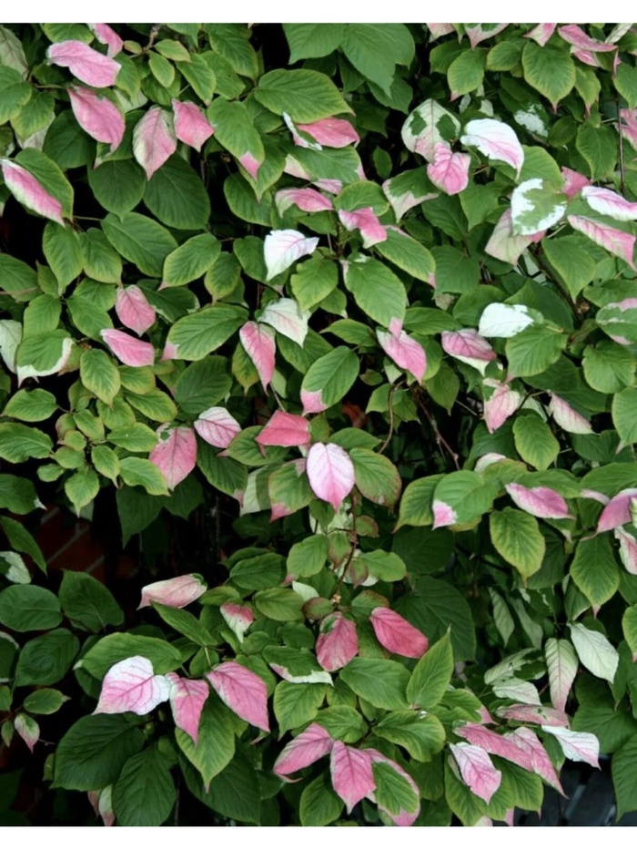 Актинидия коломикта "Адам (мужской опылитель)", туба, 1 шт, Весна 2026 - Фото 1