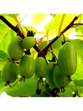 Актинидия коломикта Изобильная туба, 1 шт. Весна 2026