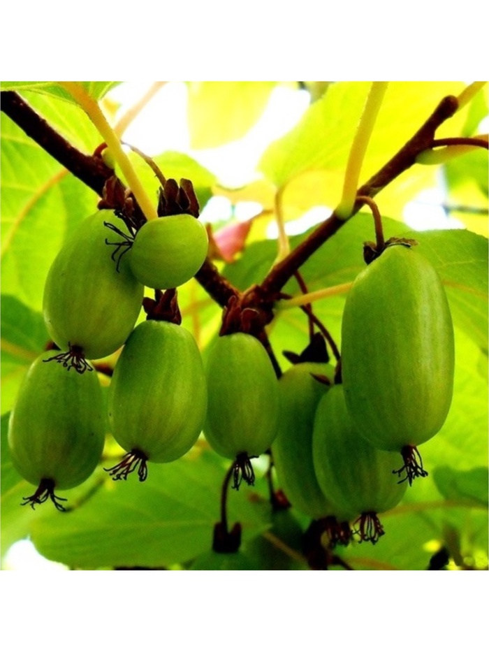 Актинидия коломикта Изобильная туба, 1 шт. Весна 2026