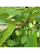 Актинидия коломикта Ленинградская крупноплодная туба, 1 шт. Весна 2026  (артикул 10370054)  большой выбор товаров оптом и в розницу по низким ценам с доставкой