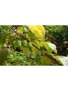 Актинидия коломикта "Университетская", туба, 1 шт, Весна 2025  (артикул 10370056)  большой выбор товаров оптом и в розницу по низким ценам с доставкой