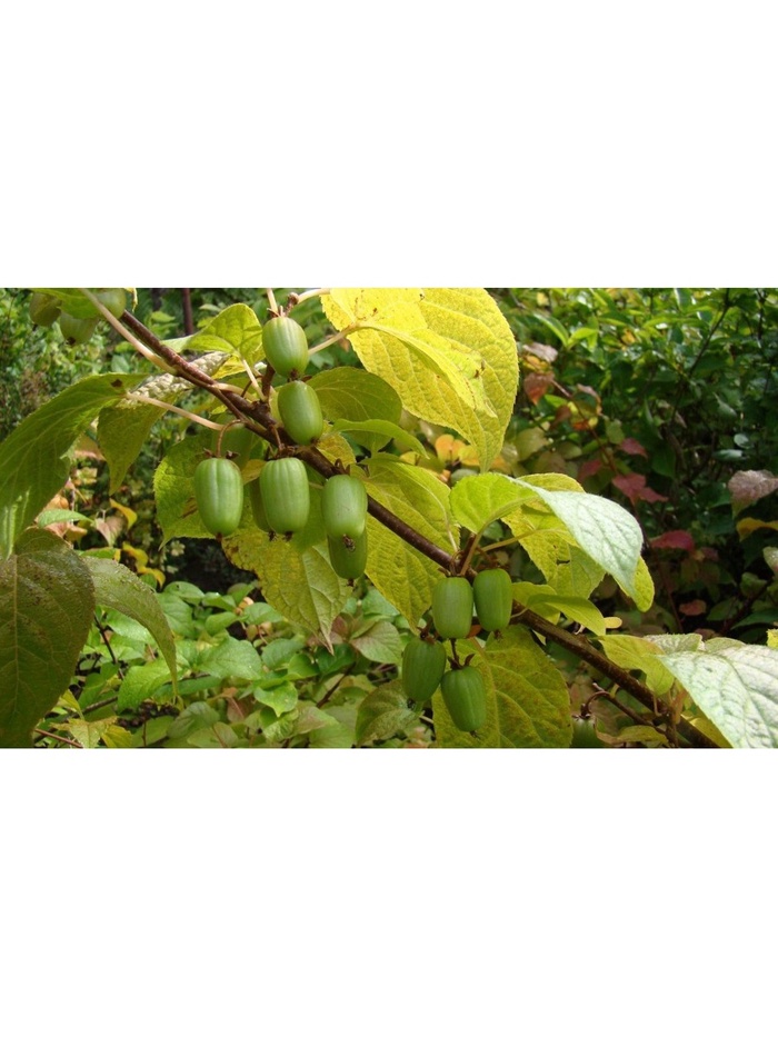 Актинидия коломикта "Университетская", туба, 1 шт, Весна 2026 - Фото 1