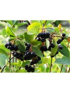 Арония черноплодная "Викинг", туба, 1 шт, Весна 2026 10370057