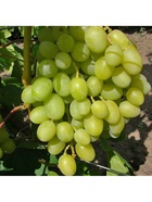 Виноград плодовый Белое Чудо туба, 1 шт. Весна 2026  (артикул 10370064)  большой выбор товаров оптом и в розницу по низким ценам с доставкой