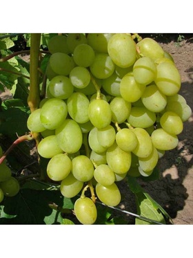 Виноград плодовый 