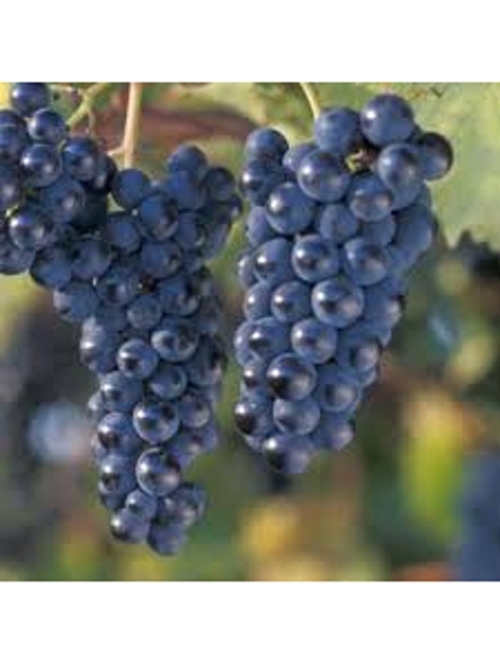 Виноград плодовый 