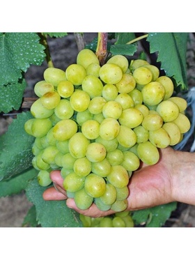 Виноград плодовый 