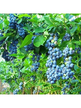 Голубика высокорослая 