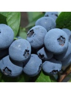 Голубика высокорослая "Бонус", туба, 1 шт, Весна 2026 10370085