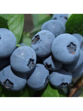 Голубика высокорослая 