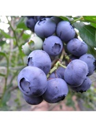 Голубика высокорослая "Норт Кантри", туба, 1 шт, Весна 2025  (артикул 10370087)  большой выбор товаров оптом и в розницу по низким ценам с доставкой