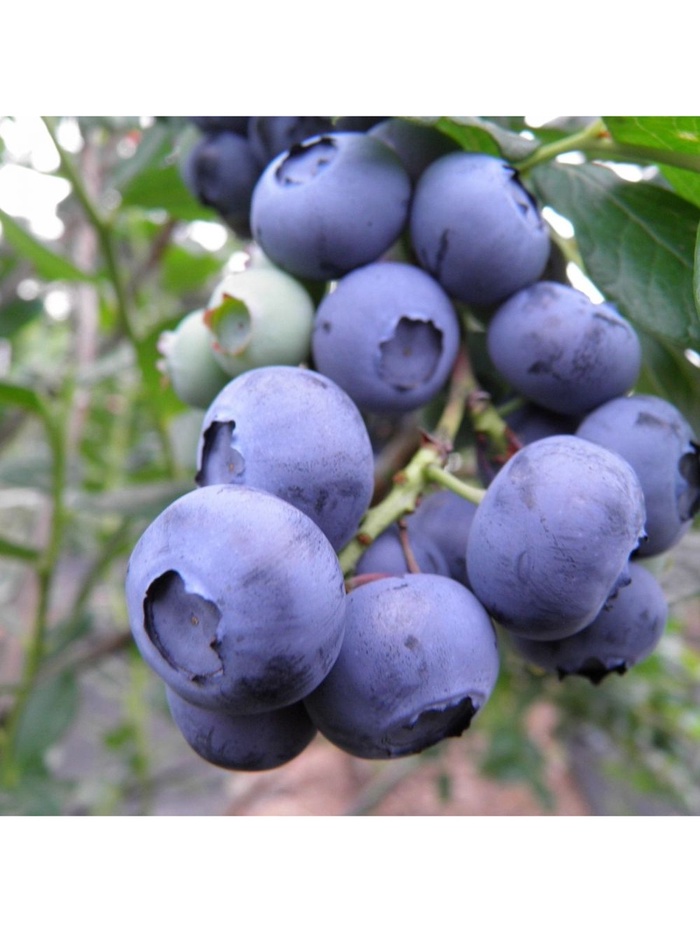 Голубика высокорослая 