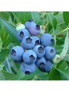 Голубика высокорослая "Нортланд", туба, 1 шт, Весна 2026 10370088