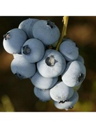 Голубика высокорослая "Торо", туба, 1 шт, Весна 2026 10370092