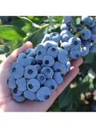 Голубика высокорослая "Чентеклир", туба, 1 шт, Весна 2026 10370096