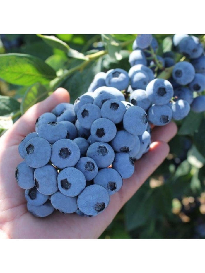 Голубика высокорослая «Чентеклир», туба, 1 шт., Весна 2026, «ПОИСК»