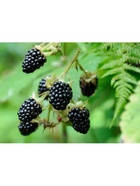 Ежевика Люкс "Вон", туба, 1 шт, Весна 2026 10370112