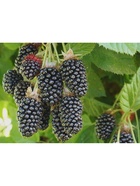 Ежевика Люкс "Каддо", туба, 1 шт, Весна 2026 10370117