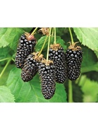 Ежевика Люкс "Коламбия Гигант", туба, 1 шт, Весна 2026 10370118