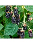 Ежевика Люкс "Коламбия Санрайз", туба, 1 шт, Весна 2026 10370119