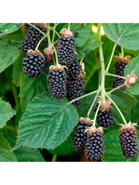 Ежевика Люкс 