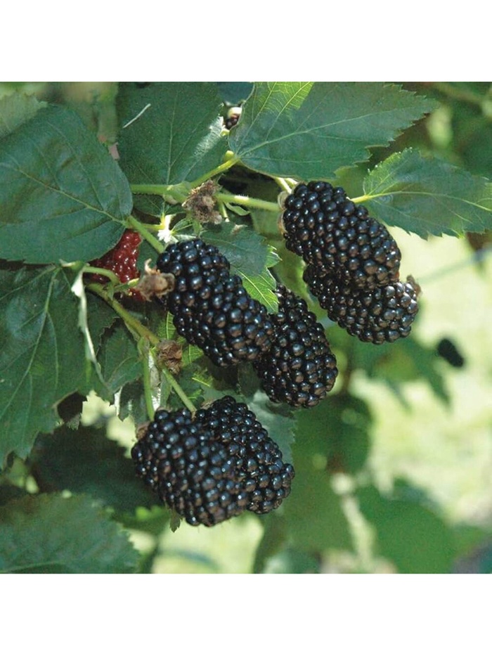 Ежевика Люкс 