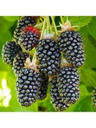 Ежевика Люкс "Холлс Бьюти", туба, 1 шт, Весна 2026 10370122