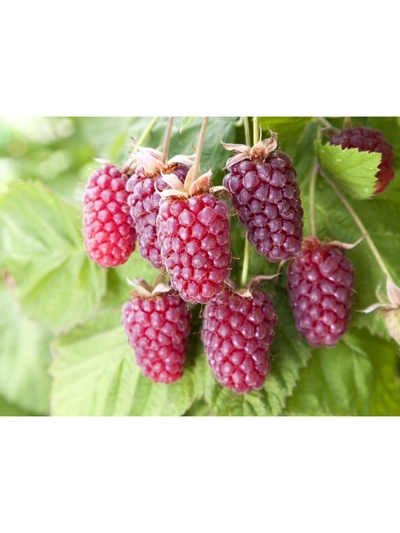 Ежемалина (Ежевика) Логанберри, туба, 1 шт., Весна 2026