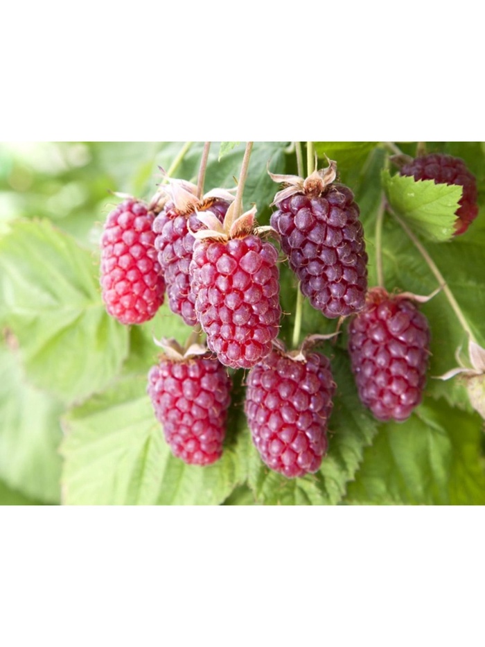 Ежемалина (Ежевика) Логанберри, туба, 1 шт., Весна 2026 - Фото 1