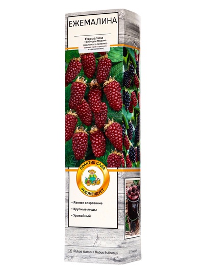 Ежемалина (Ежевика) "Тейберри Медана (малина х ежевика)", туба, 1 шт, Весна 2025