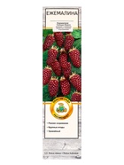 Ежемалина (Ежевика) "Тейберри Медана (малина х ежевика)", туба, 1 шт, Весна 2025 - Фото 2
