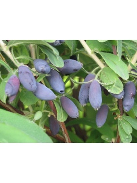 Жимолость съедобная 