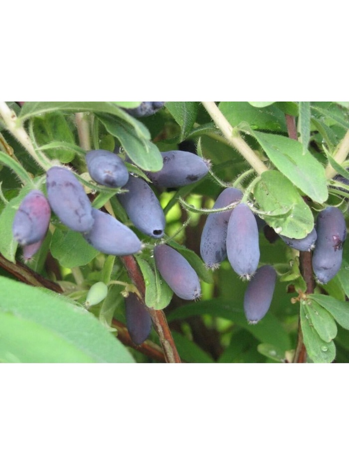 Жимолость съедобная 