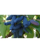 Жимолость съедобная "Бакчарская", туба, 1 шт, Весна 2026 10370126