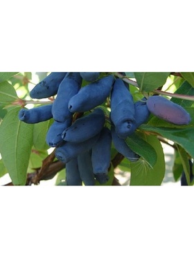 Жимолость съедобная 