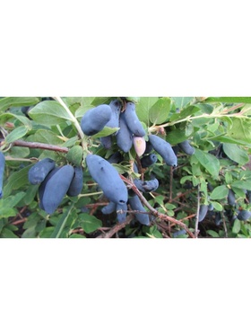 Жимолость съедобная 