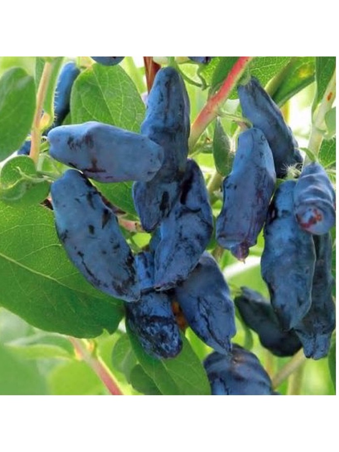 Жимолость плодовая Бакчарский великан, туба, 1 шт., Весна 2026