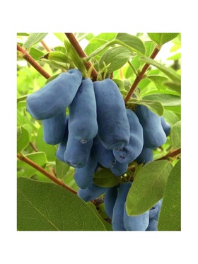 Жимолость съедобная 