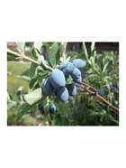 Жимолость съедобная "Берель", туба, 1 шт, Весна 2026 10370131