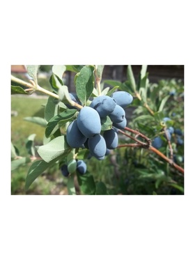 Жимолость съедобная 