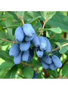 Жимолость съедобная "Волшебница", туба, 1 шт, Весна 2026 10370132