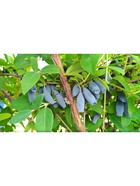 Жимолость съедобная "Восторг", туба, 1 шт, Весна 2026 10370133