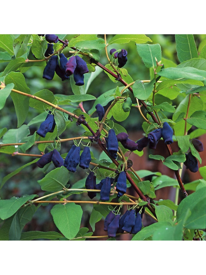 Жимолость плодовая Герда, туба, 1 шт., Весна 2026