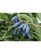 Жимолость съедобная "Голубое веретено", туба, 1 шт, Весна 2025  (артикул 10370136)  большой выбор товаров оптом и в розницу по низким ценам с доставкой