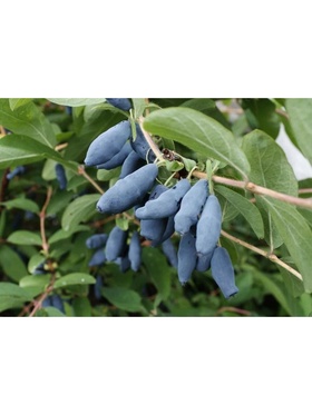 Жимолость съедобная 