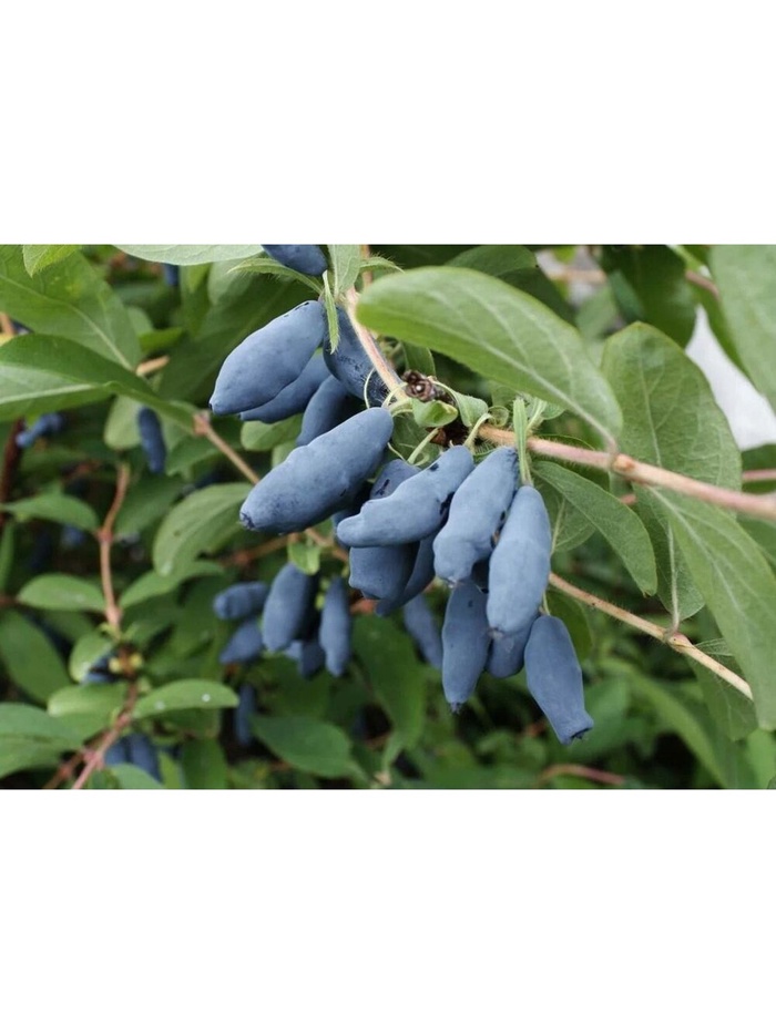 Жимолость съедобная 