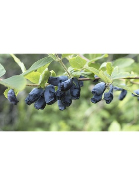 Жимолость съедобная 