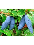 Жимолость съедобная "Длинноплодная", туба, 1 шт, Весна 2026 10370138